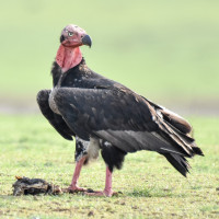 Red-headed Vulture